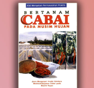 bertanam cabai pada musim hujan