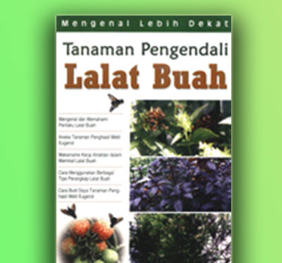 lalat buah