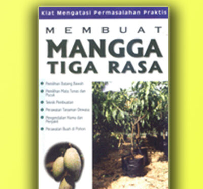 membuat mangga 3 rasa