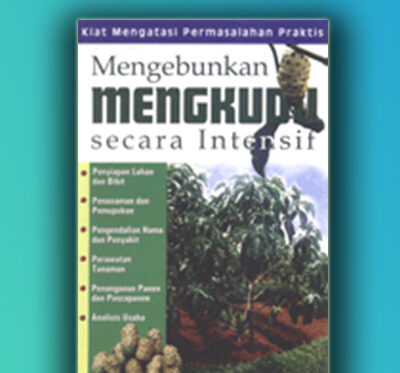 mengebunkan mengkudu secara intensif