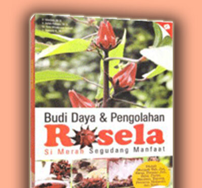 budi daya pengolahan rosela