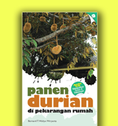 panen durian di pekarangan rumah