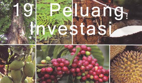 19-peluang-investasi-kayu