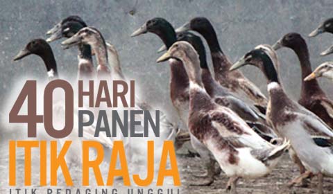 40-hari-panen-itik-raja