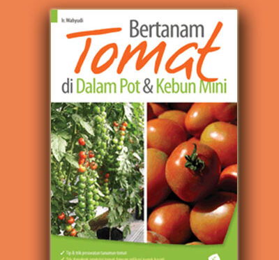 bertanam tomat di dalam pot & kebun mini
