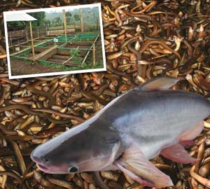 Teknis dan Sumber Pakan agar Ikan Patin dan Belut Cepat Besar - Penerbit  Agromedia | Penerbit Apopmedia