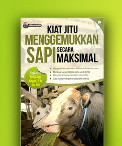 menggemukkan sapi secara maksimal