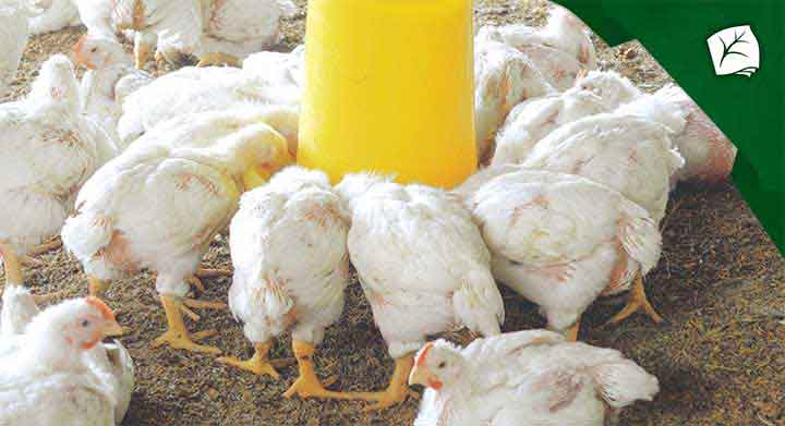 13 Cara Membuat Pakan Ternak Ayam Organik - ArenaHewan.com
