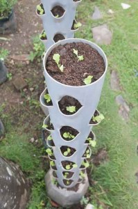 Agromedia Membangun Kebun Sayuran Mini di  Teras Rumah  