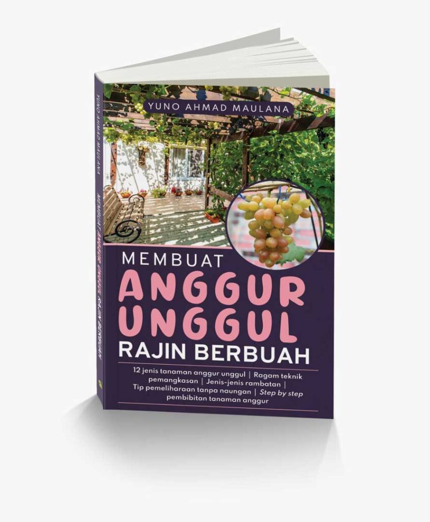 membuat anggur unggul rajin berbuah